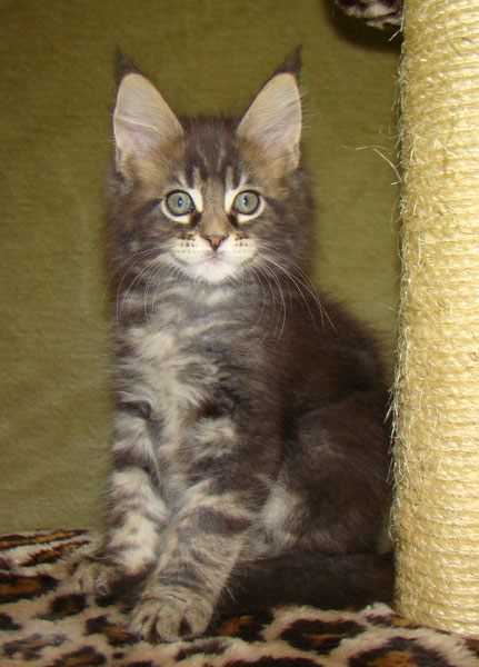     Catsvill County!   !    !       !!!    Catsvill County +7-926-544-74-09     .   ,   ,   ,    ,   ,  ,     ,   -,    ,   !
